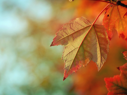 Close up view of a single maple leaf on a tree. 